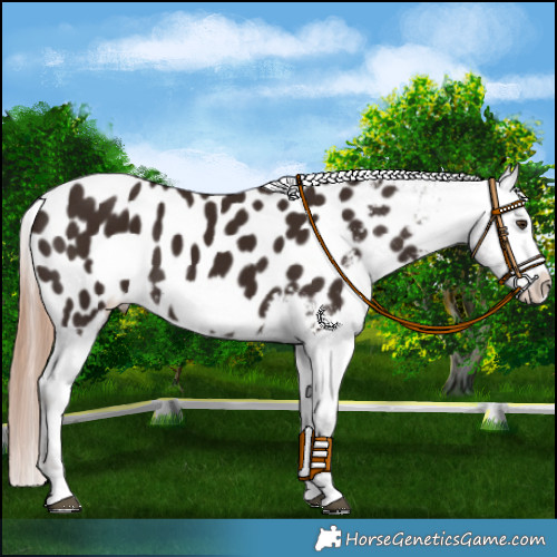 Horse Color:Liver Chestnut Frame Appaloosa 