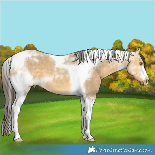 Horse Color:Buckskin Dun Tobiano 