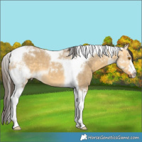 Horse Color:Buckskin Dun Tobiano