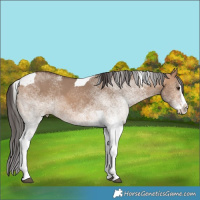 Horse Color:White Spotted Bay Dun Splash Tobiano 