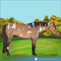 Horse Color:White Spotted Bay Dun 