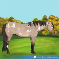Horse Color:White Spotted Bay Dun 
