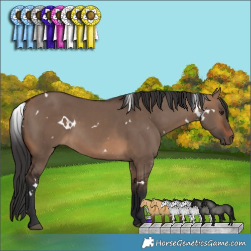 Horse Color:White Spotted Brown Dun 