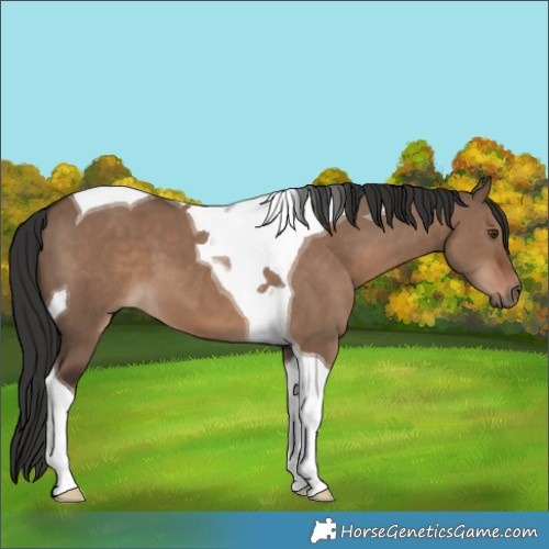 Horse Color:Liver Red Dun Tobiano 