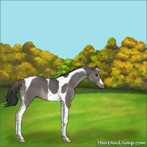 Horse Color:Grullo Tobiano 