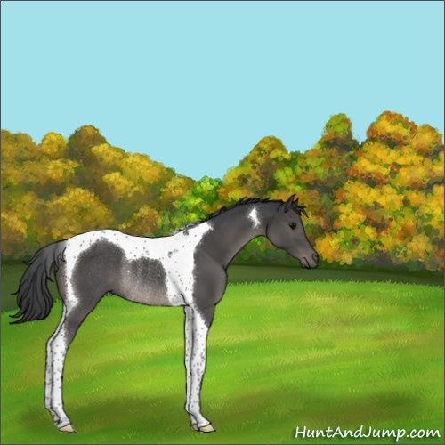 Horse Color:Black Tobiano Rabicano 