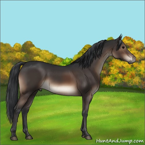 Horse Color:Brown 