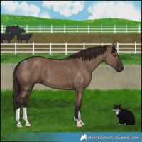 Horse Color:Liver Red Dun Brindle 