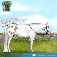 Horse Color:Liver Red Dun Appaloosa Brindle 