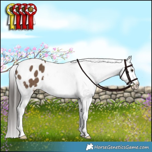 Horse Color:Liver Red Dun Appaloosa Brindle 