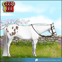 Horse Color:Liver Red Dun Appaloosa Brindle 