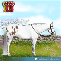 Horse Color:Liver Red Dun Appaloosa Brindle