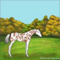 Horse Color:Bay Roan Splash Leopard 
