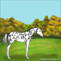 Horse Color:Black Splash Leopard Rabicano 
