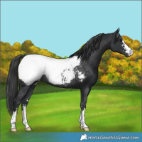 Horse Color:Black Appaloosa Rabicano 