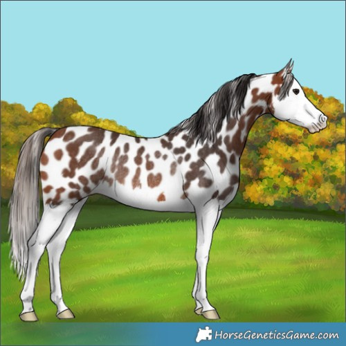 Horse Color:Bay Splash Appaloosa Rabicano 