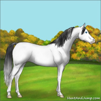 Horse Color:Black Splash Fewspot Rabicano 