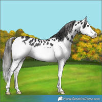 Horse Color:Black Splash Appaloosa Rabicano