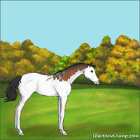 Horse Color:Brown Roan Splash Near Fewspot Rabicano 
