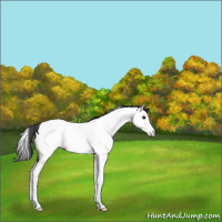 Horse Color:Black Splash Fewspot Rabicano 
