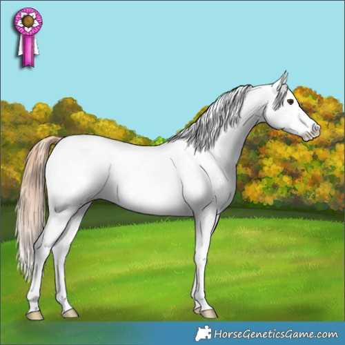 Horse Color:Red Roan Splash Appaloosa 