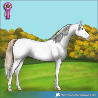 Horse Color:Red Roan Splash Fewspot 