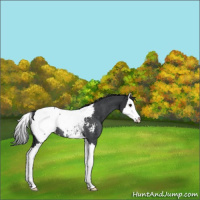 Horse Color:Black Splash Appaloosa Rabicano 