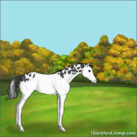 Horse Color:Black Splash Appaloosa Rabicano 