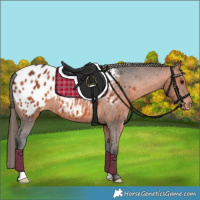 Horse Color:Bay Appaloosa 