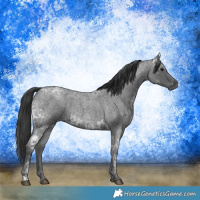 Horse Color:Blue Ice Roan  and Blue Ice Roan 