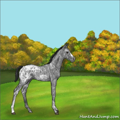 Horse Color:Blue Ice Roan  and Blue Ice Roan Appaloosa 