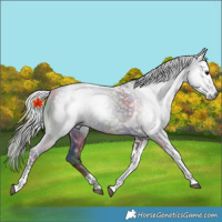 Horse Color:Gray Nacre Silver Black Tobiano
