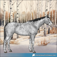 Horse Color:Blue Ice Roan and Blue Ice Roan Splash