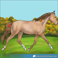 Horse Color:Bay Pearl 