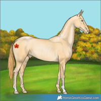 Horse Color:Buckskin Pearl 