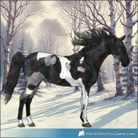 Horse Color:Midnight Blue Ice Roan and Midnight Black Ice Tobiano