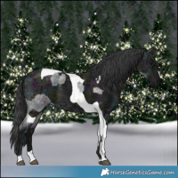Horse Color:Midnight Blue Ice Roan  and Midnight Black Ice Tobiano 