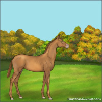 Horse Color:Gray Gold Champagne