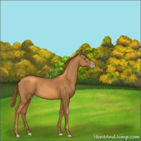 Horse Color:Gray Gold Champagne 