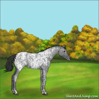 Horse Color:Blue Ice Roan  and Blue Ice Roan Appaloosa 