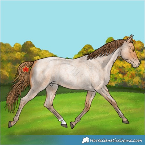Horse Color:Bay Roan Pearl 
