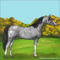 Horse Color:Blue Ice Roan  and Blue Ice Roan 