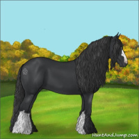 Horse Color:Black 