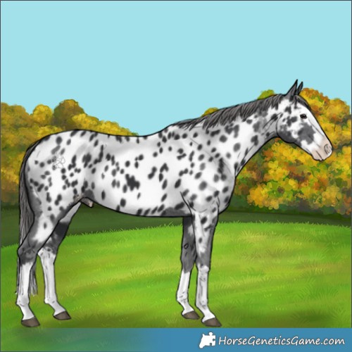 Horse Color:Black Splash Appaloosa 