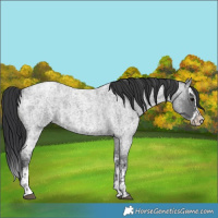 Horse Color:Blue Ice Roan and Blue Ice Roan Splash