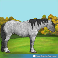 Horse Color:Blue Ice Roan  and Blue Ice Roan 