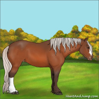 Horse Color:Unknown 