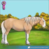 Horse Color:Gold Cream Champagne Splash 