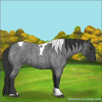 Horse Color:Unknown 