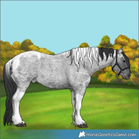 Horse Color:Blue Ice Roan Tobiano 